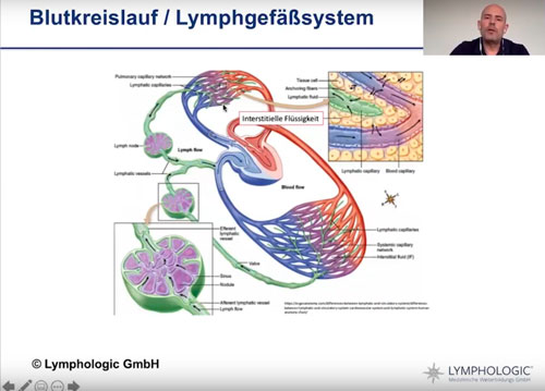 Grundlagenvideo Lymphsystem